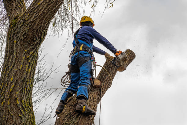 Best Tree Maintenance Programs  in North Hobbs, NM