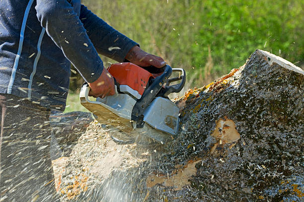 Best Commercial Tree Removal  in North Hobbs, NM